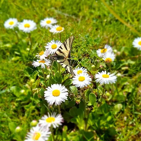 Puszta Vendeghazak 2. *